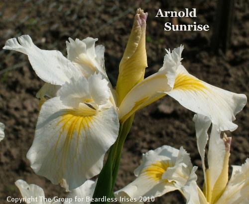Arnold Sunrise (1)